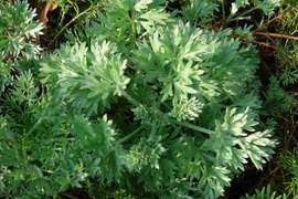 Nhân trần hao thang chữa ung thư gan