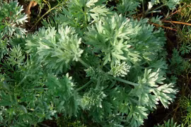 Nhân trần hao thang chữa ung thư gan