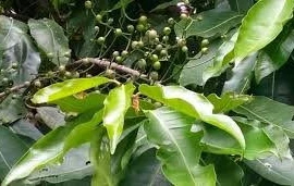 Cây vối chống xói mòn, giữ đất