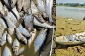 Tam Nông (Phú Thọ): Người dân khẩn thiết đề nghị UBND tỉnh giải quyết thấu đáo vụ việc Hồ Đồng Hạ