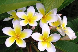  Hoa đại chữa ho, huyết áp cao