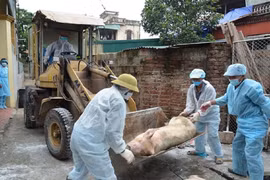 Thủ tướng yêu cầu quyết liệt phòng chống dịch tả lợn châu Phi