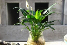 Cây cảnh phù hợp để bàn