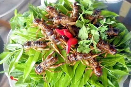 Cẩn thận với thức ăn từ côn trùng