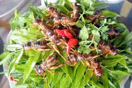 Cẩn thận với thức ăn từ côn trùng