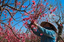 Cắt cành cây đào 10 triệu để bán giá 50.000 đồng vì ế