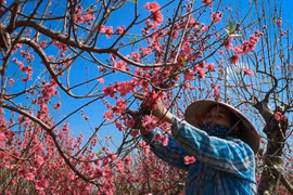 Cắt cành cây đào 10 triệu để bán giá 50.000 đồng vì ế