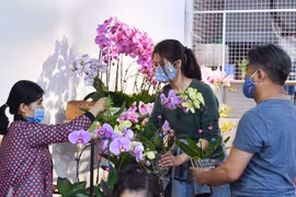 Đào Trung Quốc ế khách, hoa tulip đắt hàng ngày cận Tết