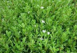  Hoạt chất quý trong rau đắng biển