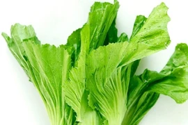 Hạt cải bẹ xanh trị nhiều bệnh