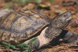 Rùa đầu to khó sinh sản trong điều kiện nuôi nhốt