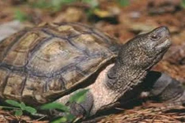 Rùa đầu to khó sinh sản trong điều kiện nuôi nhốt