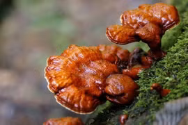 Giá trị dinh dưỡng của nấm lim xanh