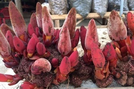 Nấm ngọc cẩu thực ra là dó đất