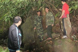 Bí ẩn giống chè cổ Tây Yên Tử