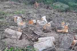 Lâm Đồng: Công khai phá rừng chiếm đất ở Đam Rông 