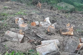 Lâm Đồng: Công khai phá rừng chiếm đất ở Đam Rông 