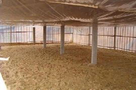 Chăn nuôi lợn sử dụng đệm lót sinh học