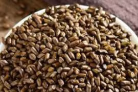 Hạt muồng chữa mỡ máu, tăng huyết áp