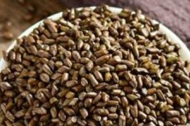 Hạt muồng chữa mỡ máu, tăng huyết áp