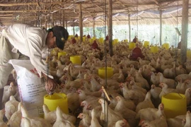 Giá gia cầm giảm thấp nhất trong nhiều năm gần đây