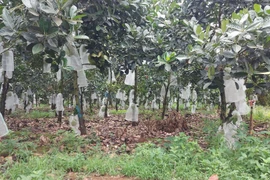 Vườn mít trĩu quả của ông Trần Văn Bé.