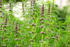 Ích mẫu tử trị bệnh phụ nữ