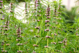 Ích mẫu tử trị bệnh phụ nữ