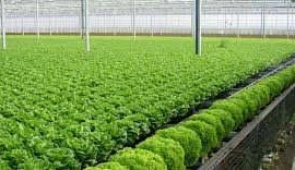 Tiêu chí nông nghiệp sạch