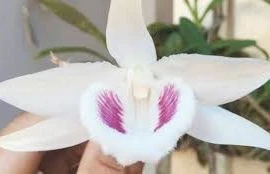 Hoa lan đột biến tiền tỷ: Báu vật hay chỉ như cây cỏ!