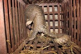 Huế dẫn đầu trong xử lý vi phạm về tiêu thụ động vật hoang dã