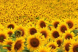 Hoa hướng dương trị bệnh dạ dày