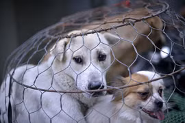 Hành hạ chó, mèo bị phạt tối đa 3 triệu đồng