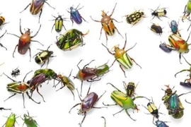 Những tác dụng khó tin của côn trùng