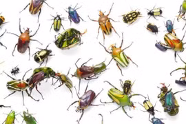 Những tác dụng khó tin của côn trùng