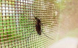 Mùa đông đừng chủ quan với muỗi