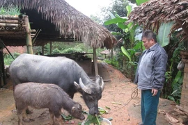 Tỷ lệ nghèo đa chiều chung của Việt Nam có xu hướng giảm