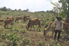 “Xóm cao bồi” sống nhờ chăn bò thuê