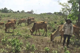 “Xóm cao bồi” sống nhờ chăn bò thuê