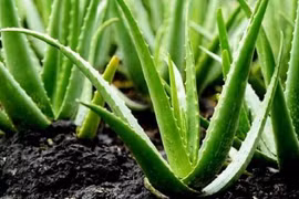 Kem lô hội trị mụn trứng cá