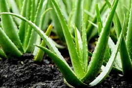 Kem lô hội trị mụn trứng cá