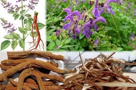 Đan sâm trị thiểu năng tuần hoàn não