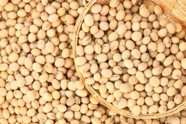 Đậu nành ngừa ung thư