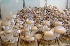 Hệ thống giám sát tự động trồng nấm