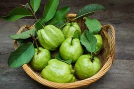 Lá ổi giúp kiểm soát tiểu đường và cholesterol máu