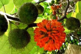 Quả dướng chữa đau thần kinh tọa