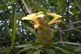 Kim vàng chữa nhức răng