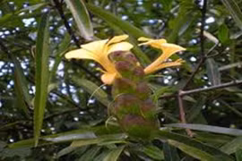 Kim vàng chữa nhức răng