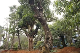 Chuyển vị trí trồng cây lâu năm