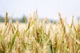 Thử nghiệm đồng ruộng đối với lúa mỳ chỉnh sửa gene có khả năng giảm nguy cơ ung thư.